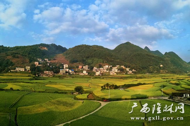 隆林各族自治县-百色新闻网