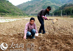 隆林秋冬种生产有序推进