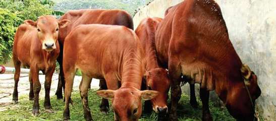 品牌广西:国家地理标志产品卷最新章节_本书编写组著