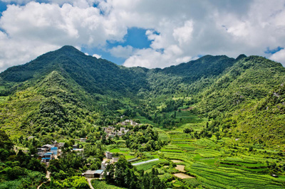 百色隆林彝族千年古树茶祭茶盛典引狂欢