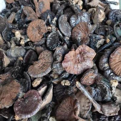 整枝本品为初级农产品8公分以下灵芝整枝本品为初级农产品8公分以下灵芝供应_整枝本品为初级农产品8公分以下灵芝