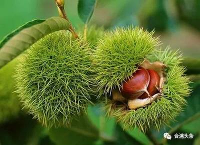 头条消息丨合浦大月饼申报国家地理标志保护产品获受理啦,快来投票支持!_财经_网