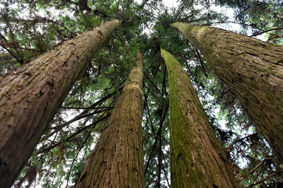 广西隆林县政府考察团到壮象调研