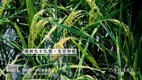 结对帮扶心连心 脱贫攻坚实打实——中直、区直单位定点帮扶隆林综述