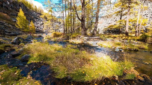 国庆特辑 | 这座全国人口最少的城市，藏着中俄边境最美的秋色隆林