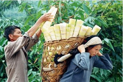 百色各县市区特产云集 隆林篇——山水间的独特馈赠