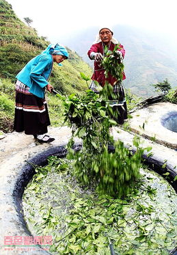 隆林瓦厂蓝靛 一抹源自大山的深邃之蓝